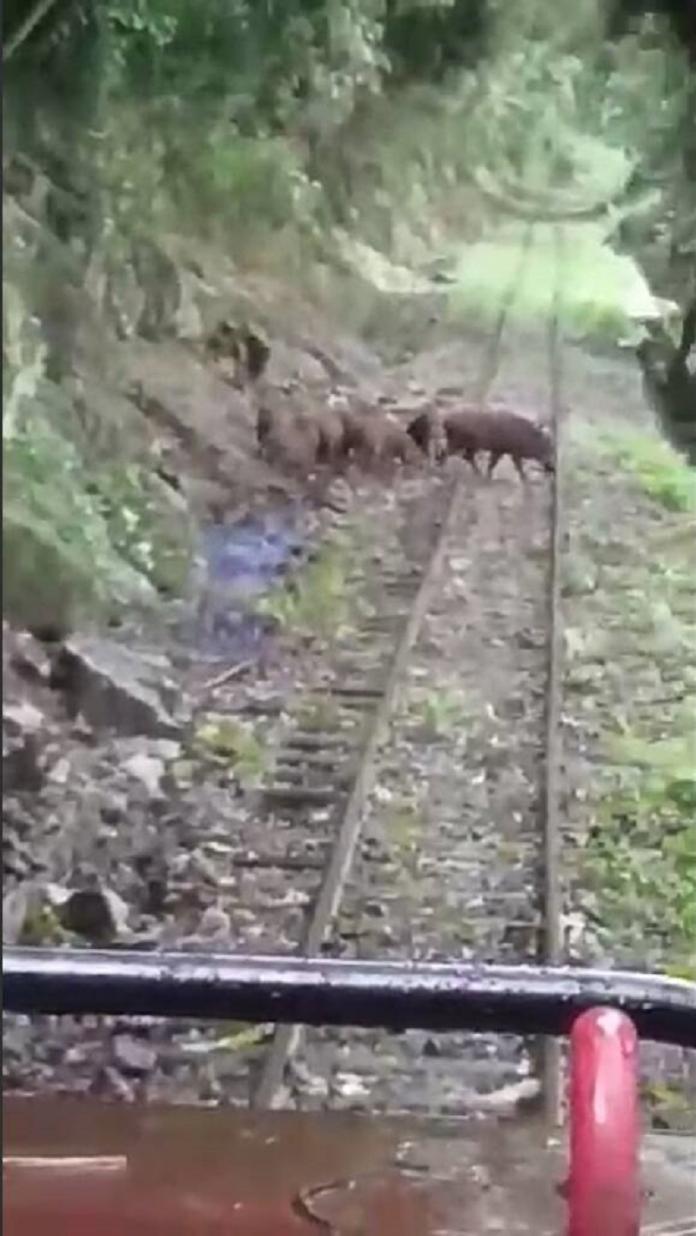 野山豬悠遊擋路 森林鐵路禮讓驚奇賞生態